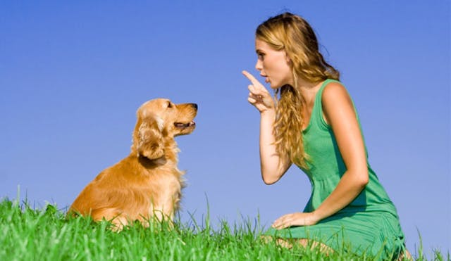 Girl giving dog a command. Go fetch.