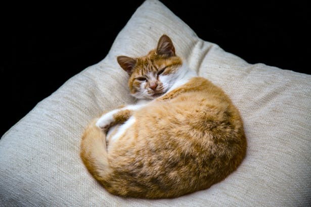 Cat sleeping on pillow