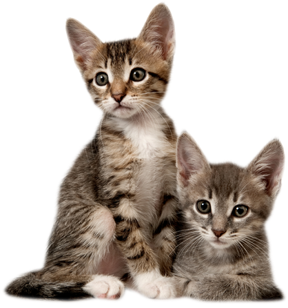 Two kittens