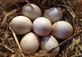 eggs