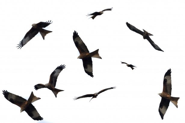 A flock of eagles flying around together.