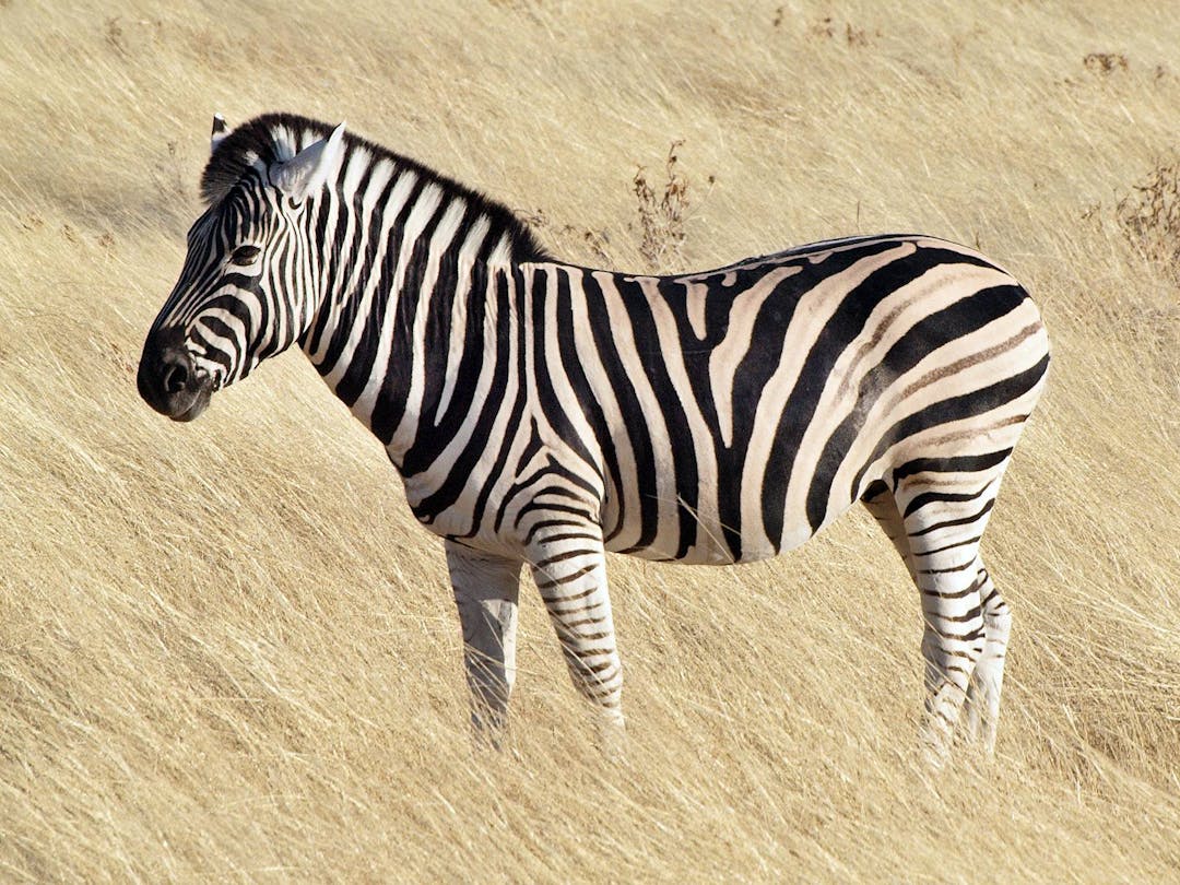 zebra