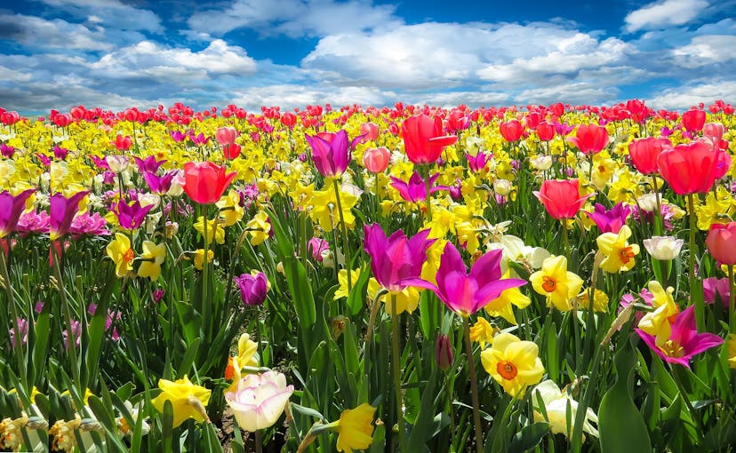 flowers in spring