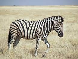 zebra